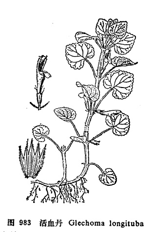 活血丹:认识唇型科的一种植物