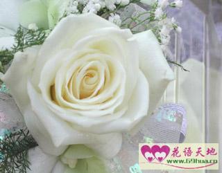 白玫瑰的花语和象征代-时尚花艺