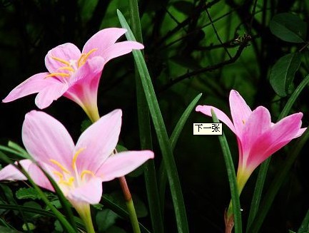 兰花草的花语和象征代表意义:希望、理想
