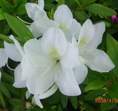 白色花卉代表寓意