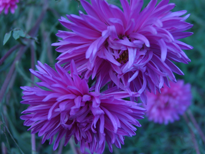 菊花花诗欣赏