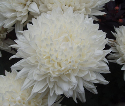 适合用白玫瑰,白菊花或素花均可,象征惋惜怀念之情